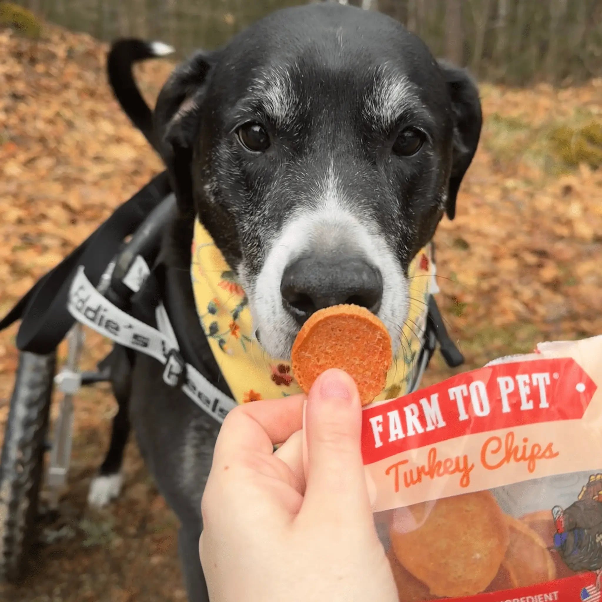Turkey Chips Snack Pack Bundles | Low Allergen Treats for Training Farm To Pet
