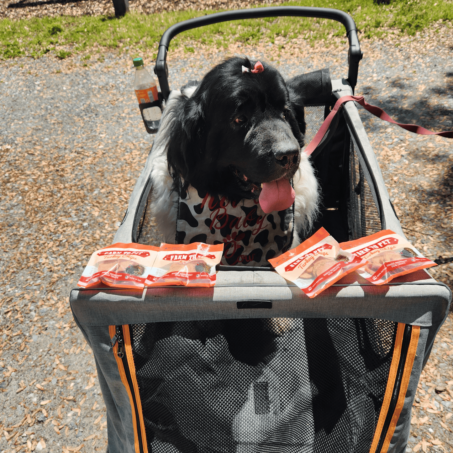 Turkey Chips Snack Pack Bundles | Low Allergen Treats for Training Farm To Pet