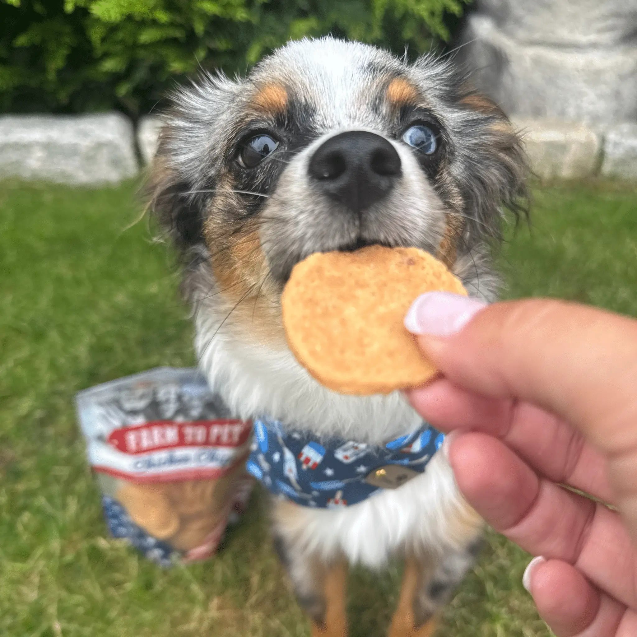 Americana Chicken Chips for Dogs | Celebrate with USA-made Dog Treats Farm To Pet