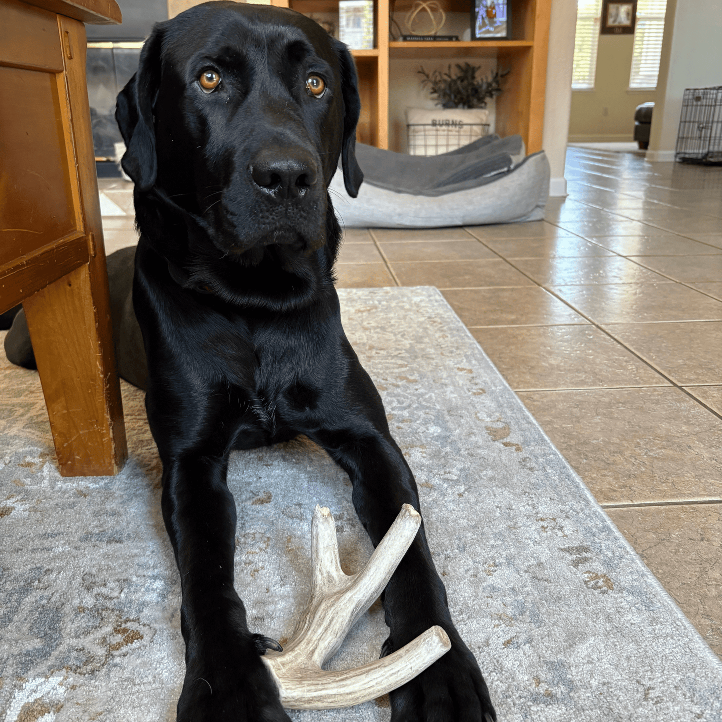 Deer Antler Dog Chews | Organic Chews for Dogs Farm To Pet