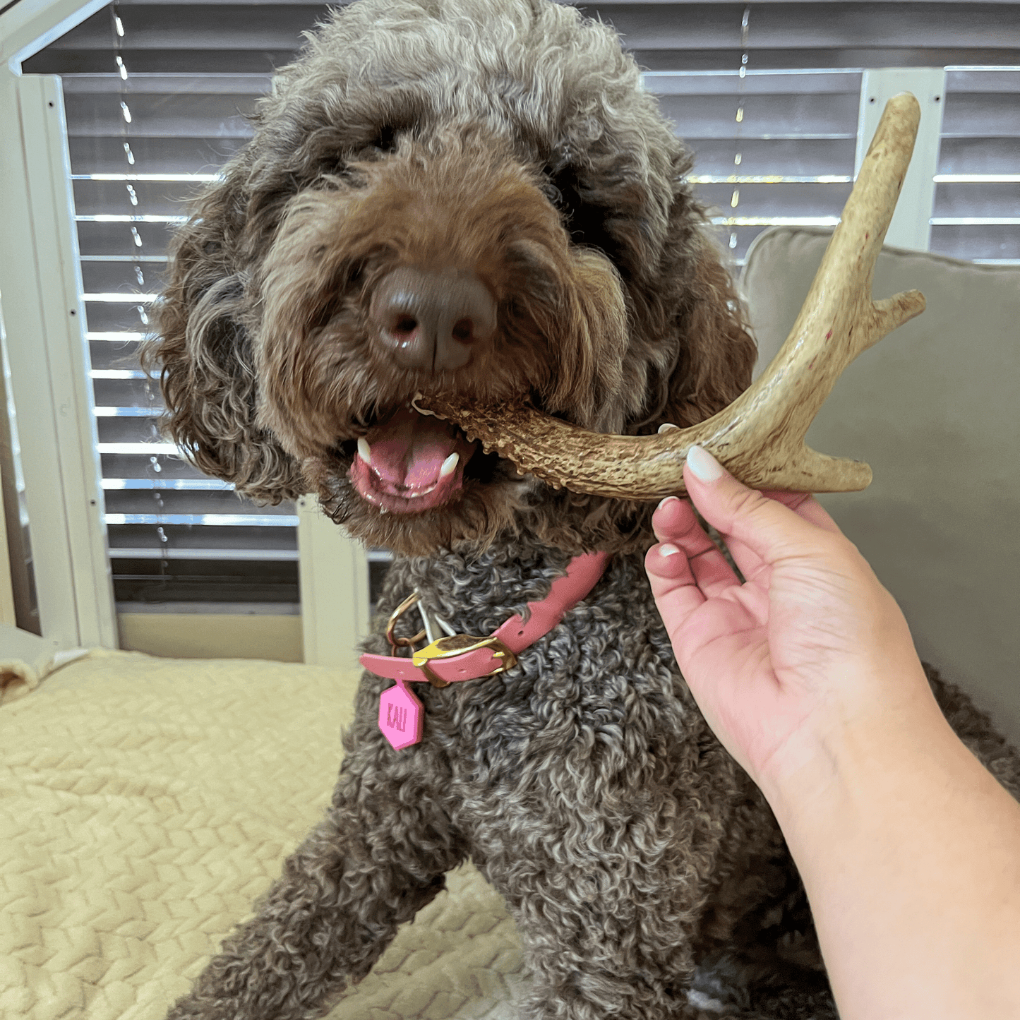 Deer Antler Dog Chews | Organic Chews for Dogs Farm To Pet