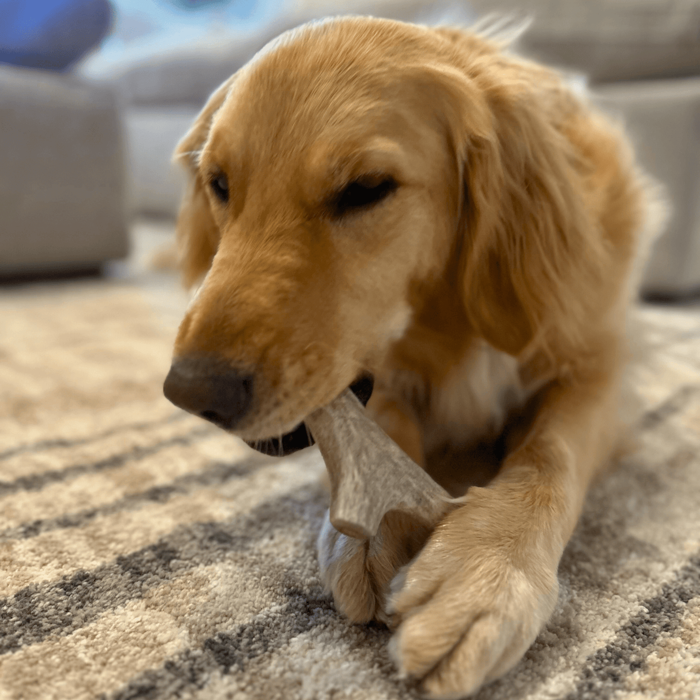 Deer Antler Dog Chews | Organic Chews for Dogs Farm To Pet