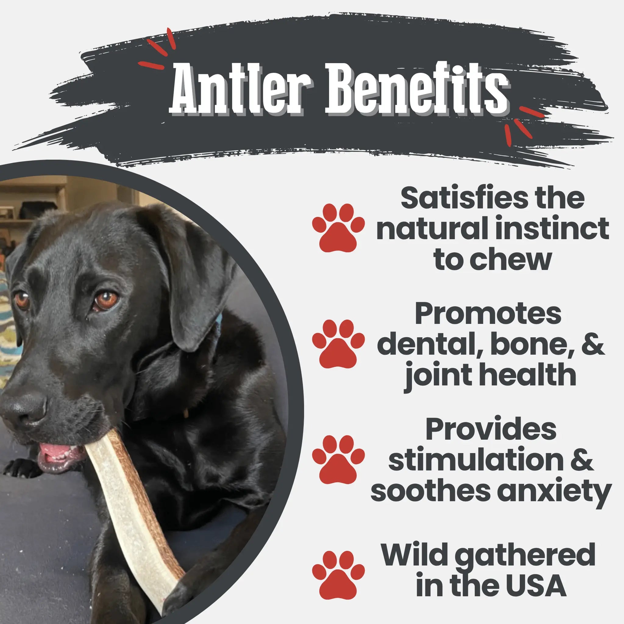 Elk Antler Dog Chews | All-Natural Whole and Split Elk Antler Chews for Dogs Farm To Pet