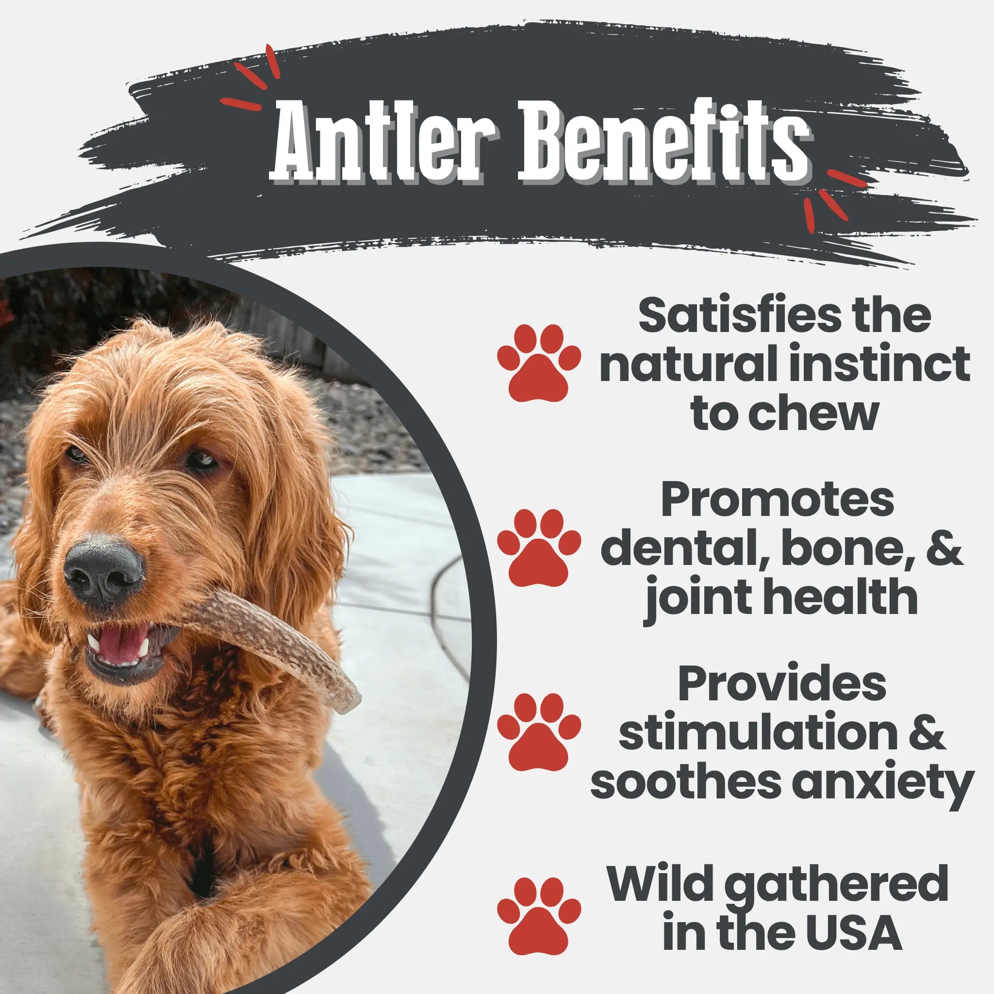 Elk Antler Dog Chews | All-Natural Whole and Split Elk Antler Chews for Dogs Farm To Pet
