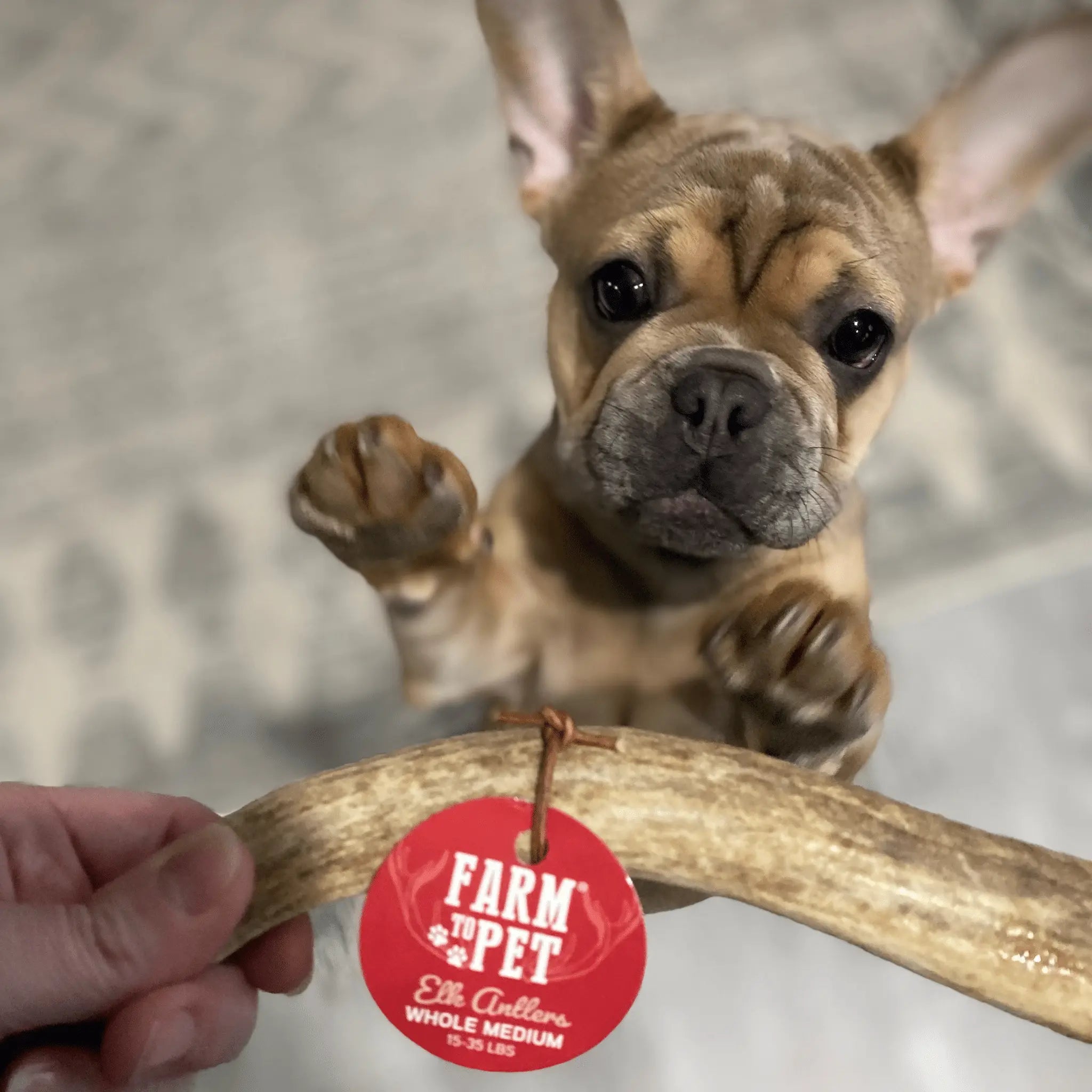 Elk Antler Dog Chews | All-Natural Whole and Split Elk Antler Chews for Dogs Farm To Pet