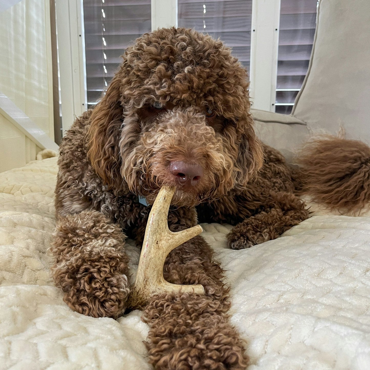 Deer Antler Dog Chews | Organic Chews for Dogs Farm To Pet