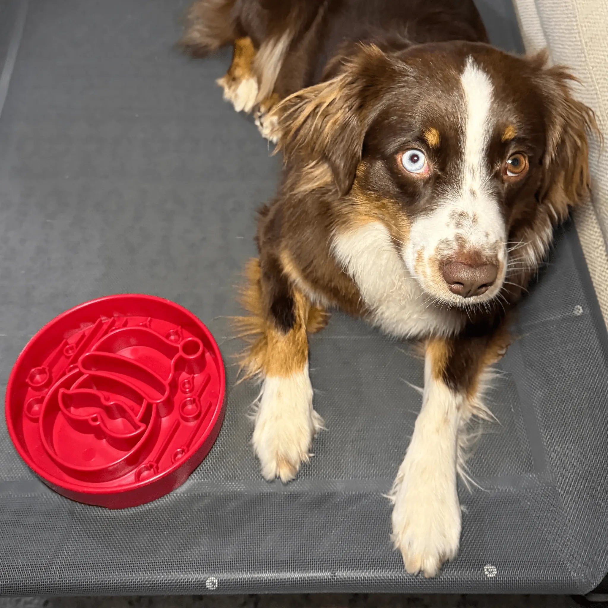 Slow Feeder Dog Bowls Farm To Pet