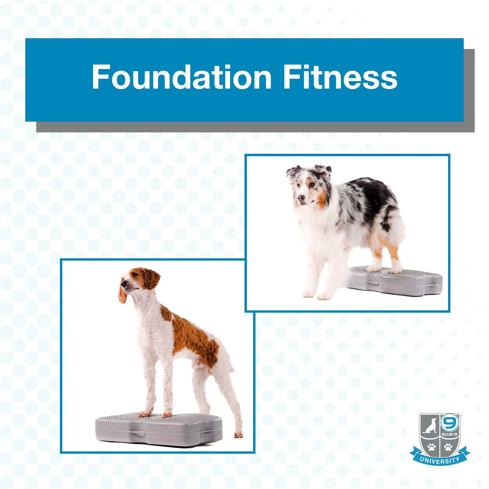 Foundation Fitness (Digital) Blue-9 Pet Products