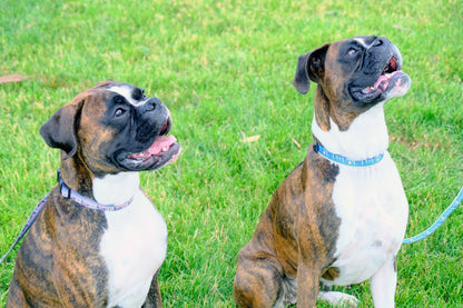 Outdoor Style Cactus Cream Nylon Dog Collar Euro-Dog Collars and Leads