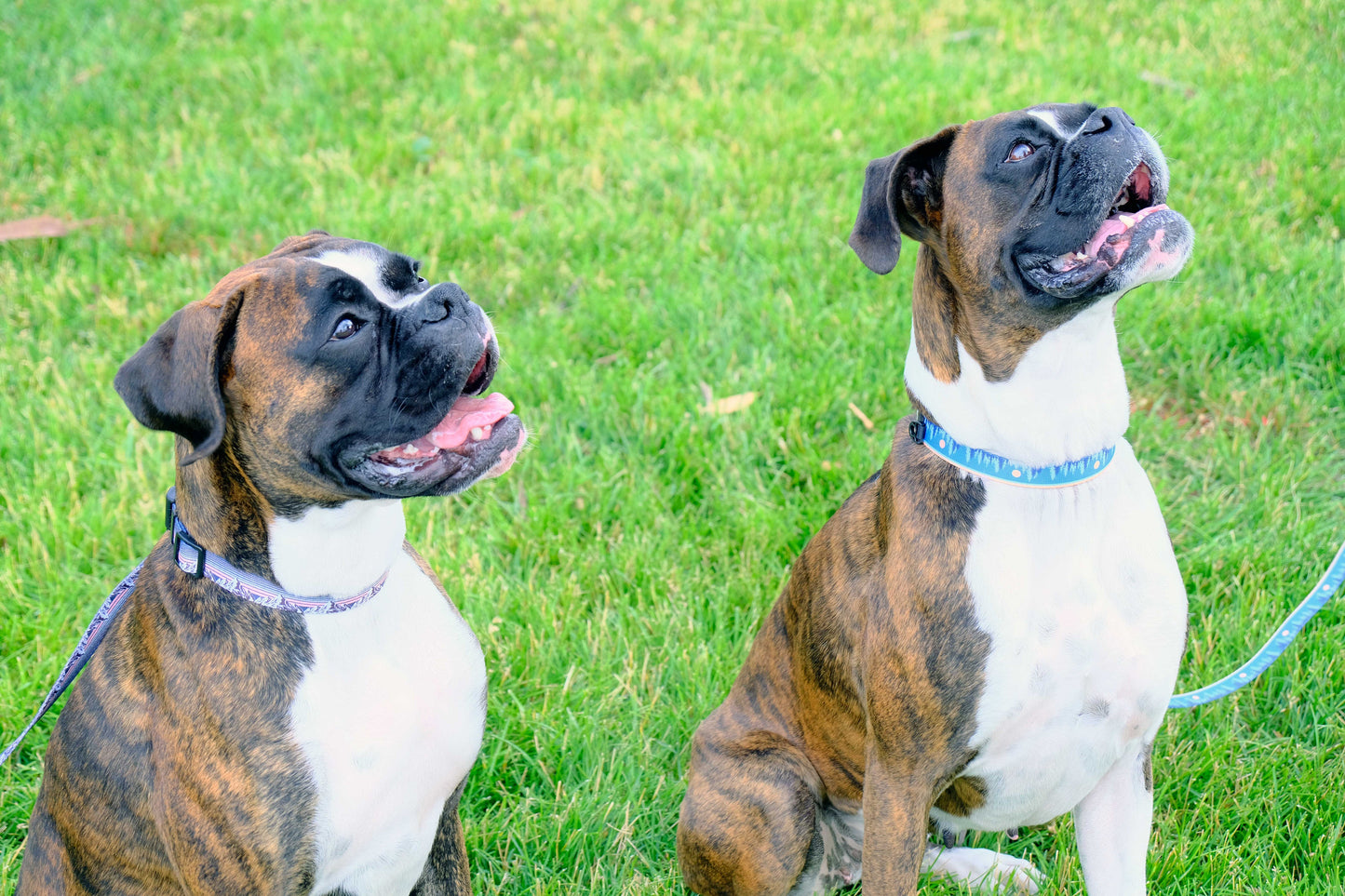 Outdoor Style Frozen Forest Nylon Dog Leash Euro-Dog Collars and Leads