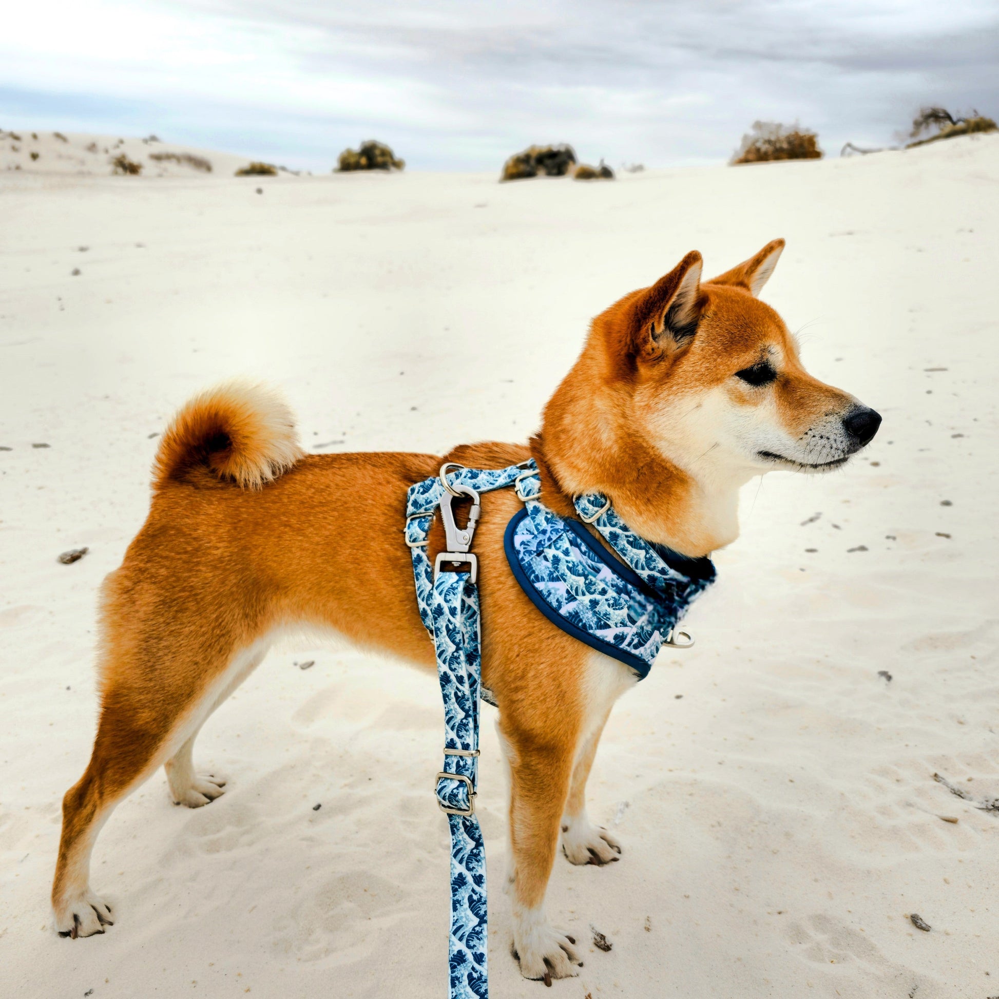 Great Wave Leash WOLFDOGE
