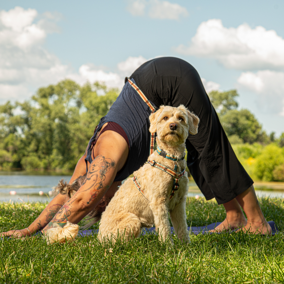 Adjustable Hands-Free Leash 3/4''