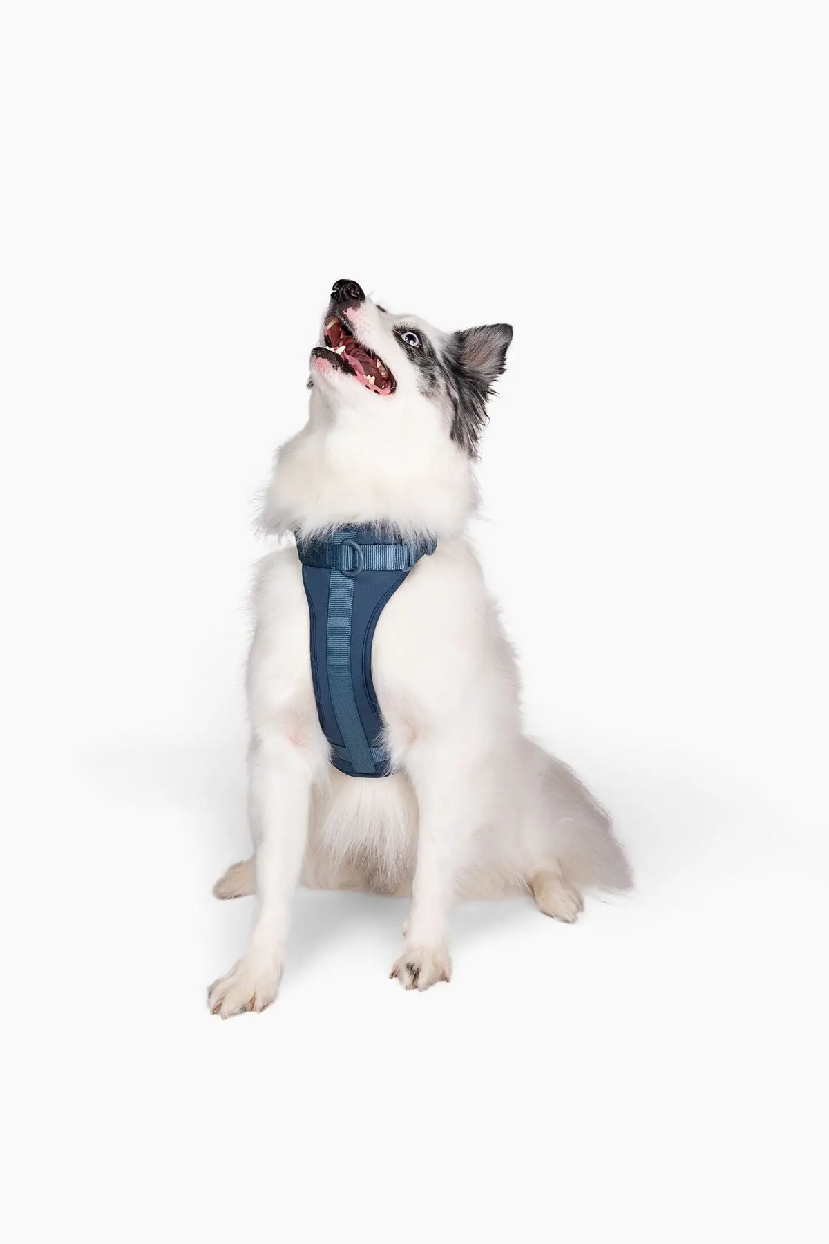 Harness