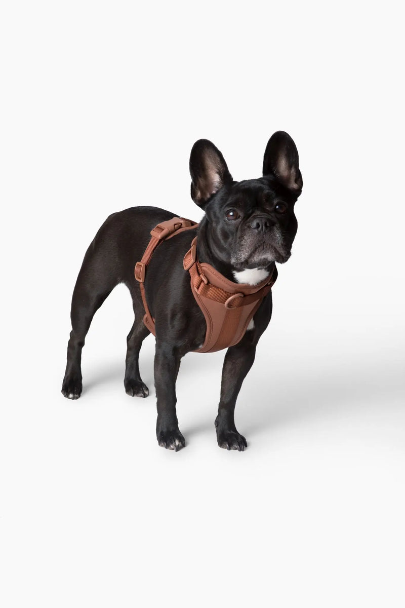 Harness