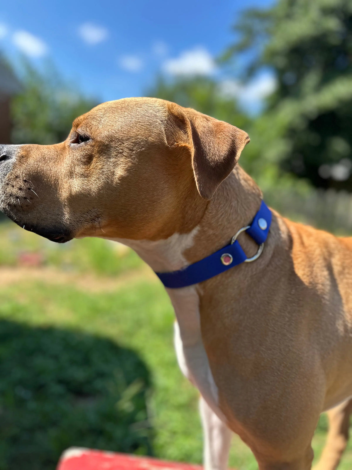 Sport Collar - Biothane