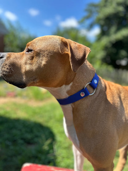 Sport Collar - Biothane Ulti-Mutt Toys