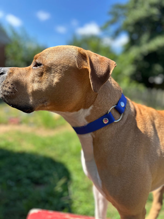 Sport Collar - Biothane Ulti-Mutt Toys