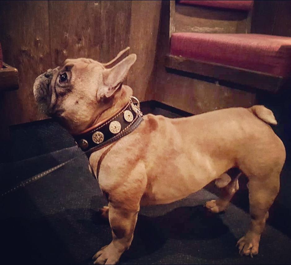 Bestia Bijou Leather Dog Collar – Orange