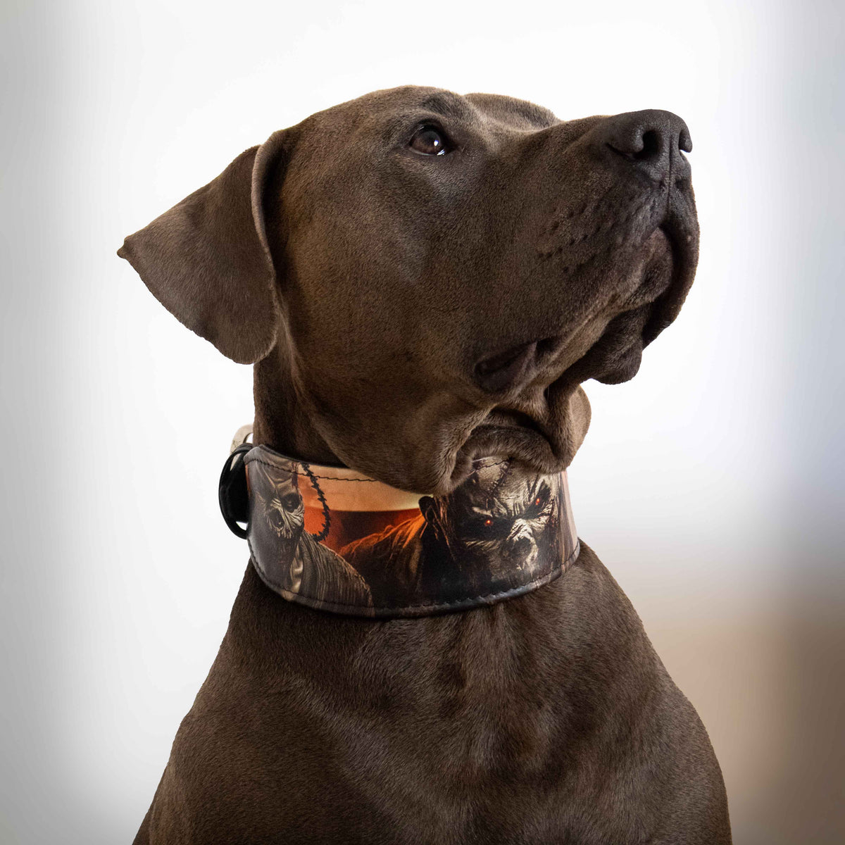 Bestia Scare Leather Dog Collar – Limited Edition