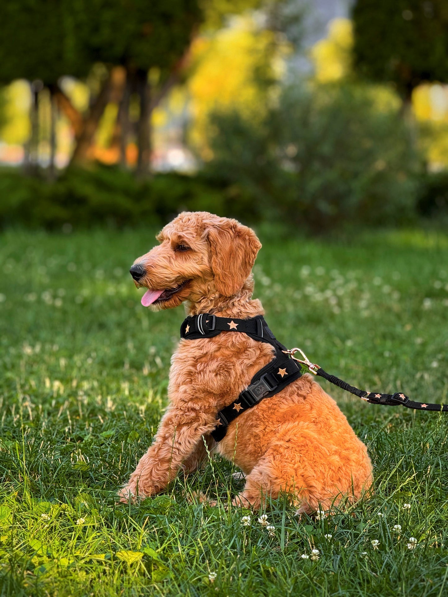 The NoMad Adjustable Luxe Harness - Rockstar Dogistry™