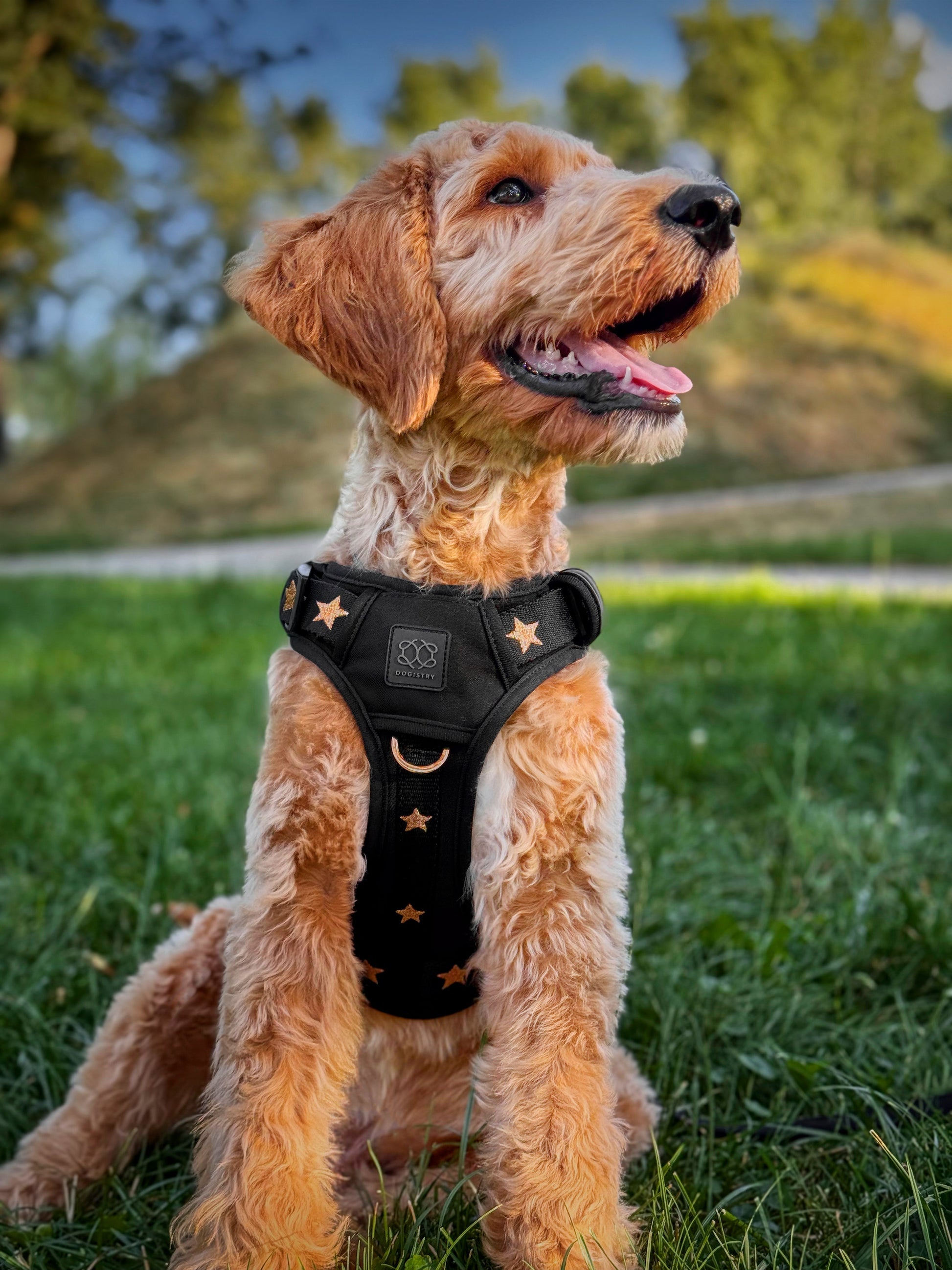 The NoMad Adjustable Luxe Harness - Rockstar Dogistry™