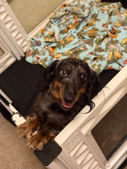 EZclassic Windowed Whelping Box Set w/Rail Assembly EZwhelp