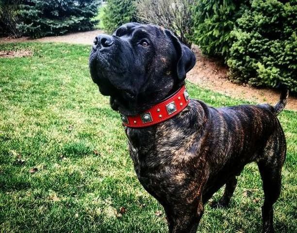 Bestia Eros 2.5" Leather Dog Collar – Red