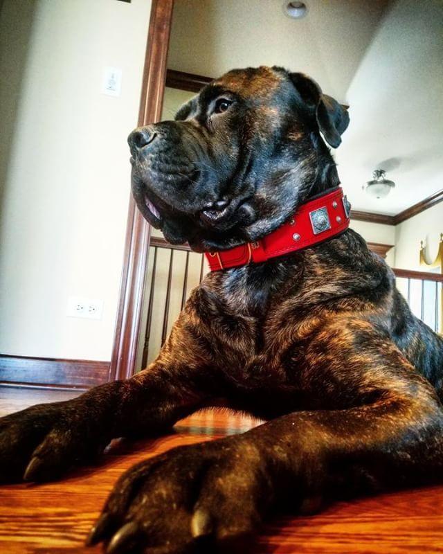 Bestia Eros 2.5" Leather Dog Collar – Red