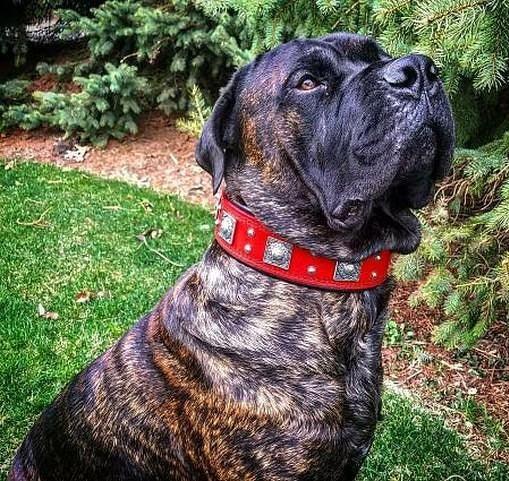Bestia Eros 2.5" Leather Dog Collar – Red