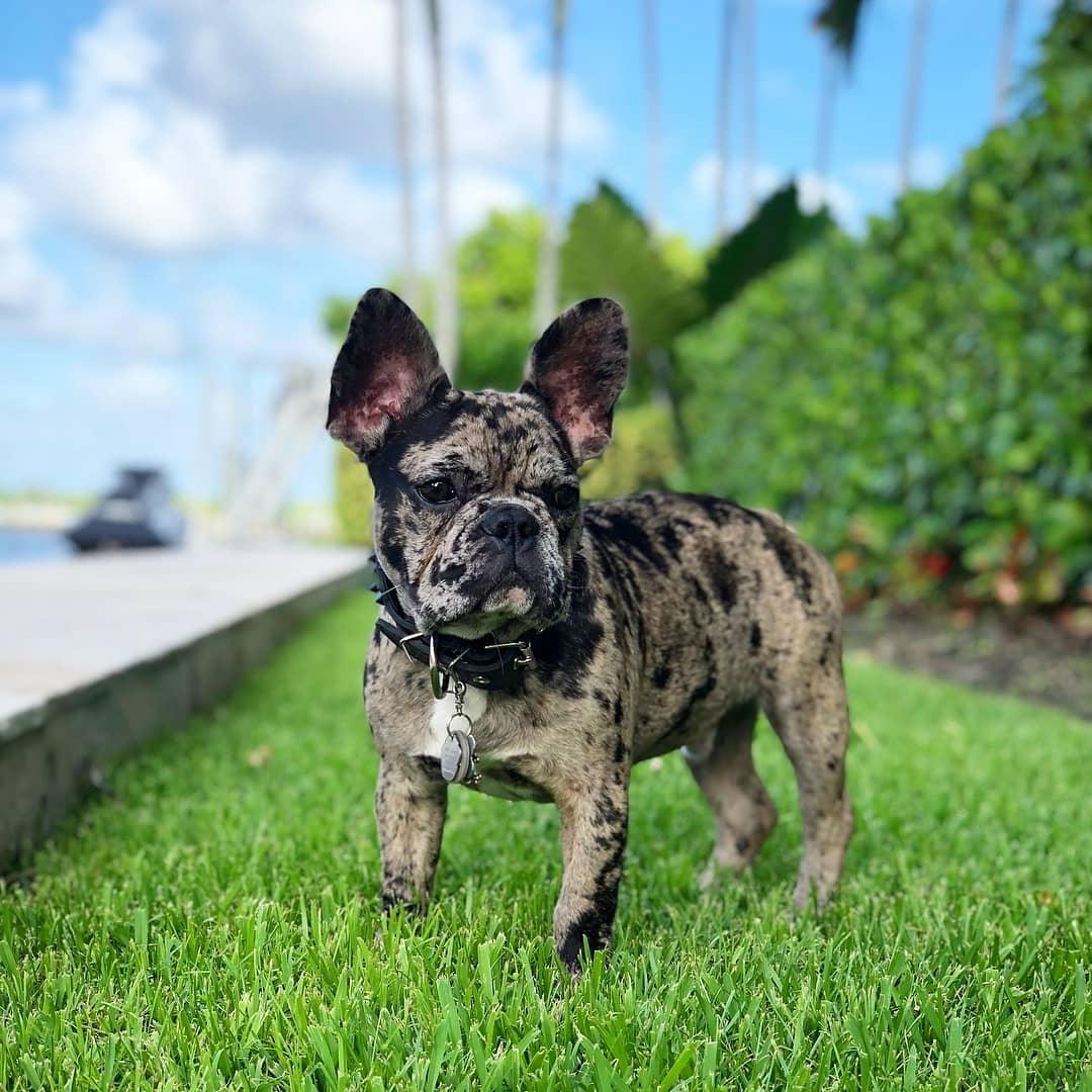 Bestia Frenchie Leather Dog Collar – Black