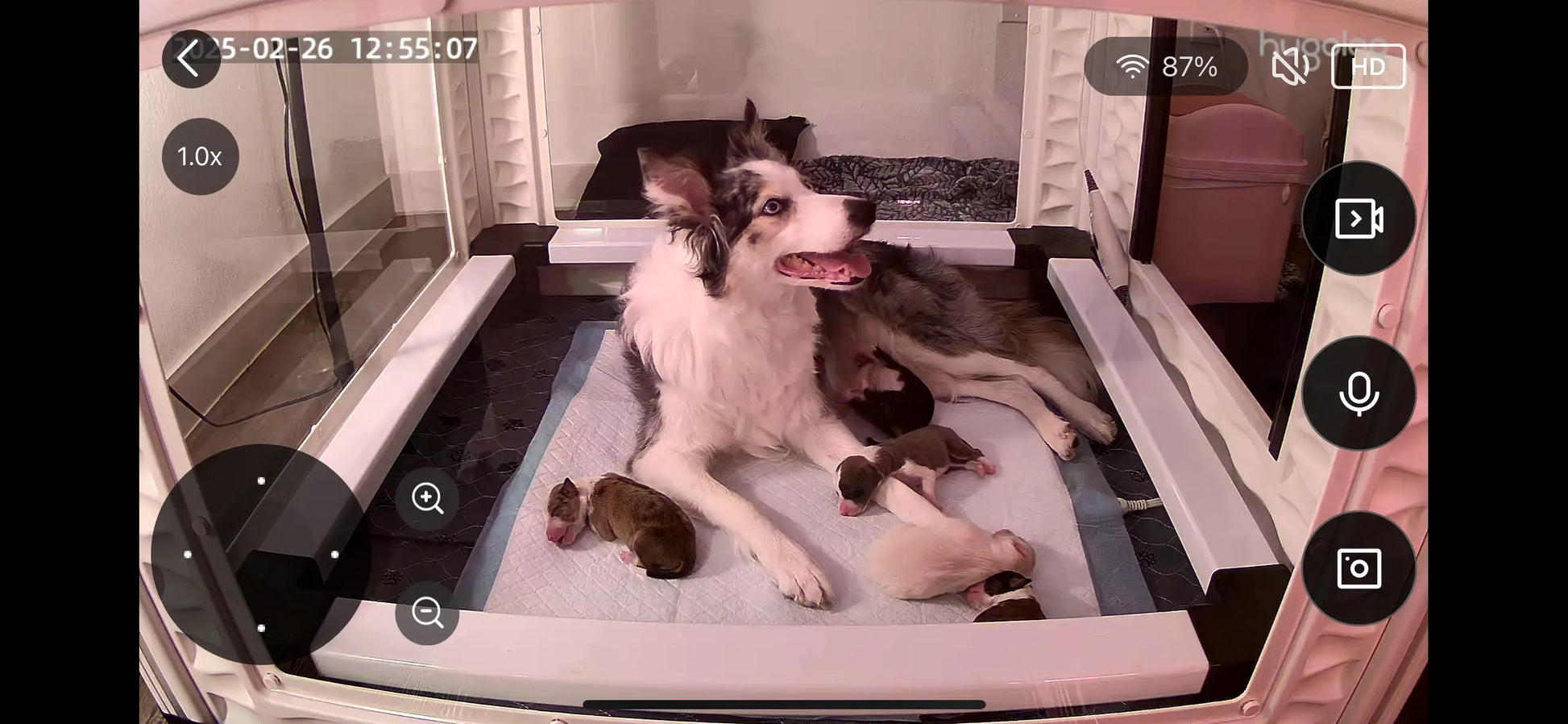 EZclassic TALL Windowed Whelping Box Set w/Rail Assembly EZwhelp