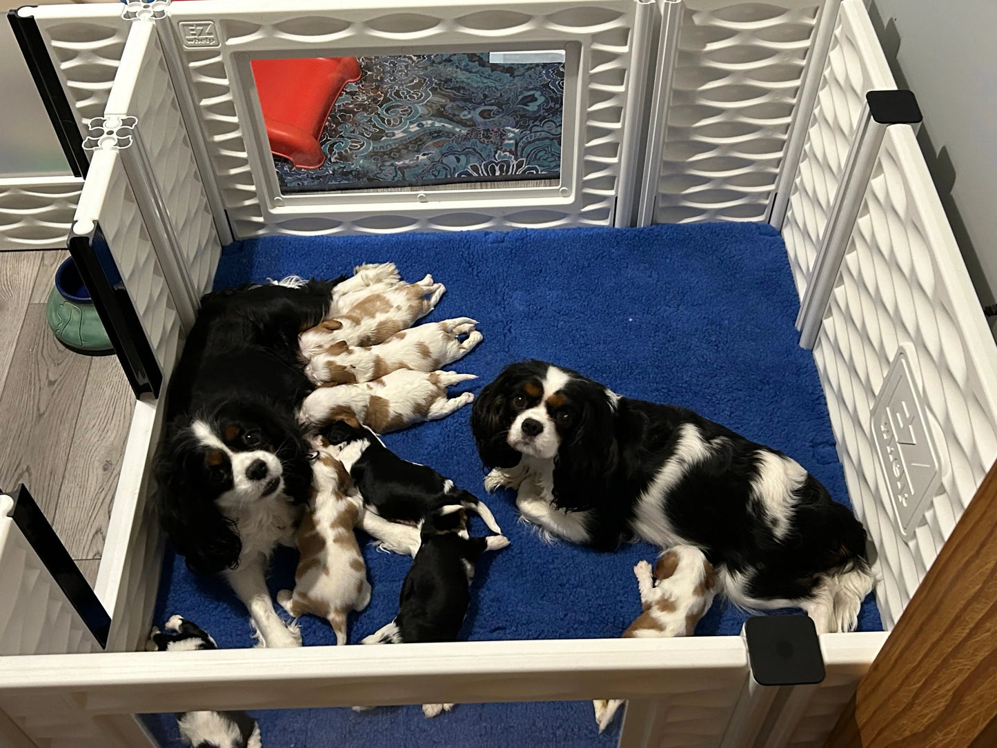 EZclassic Windowed Whelping Box Set w/Rail Assembly EZwhelp