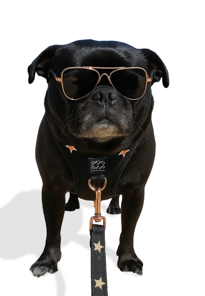 3-in-1 City Dog Leash - Rockstar Dogistry™