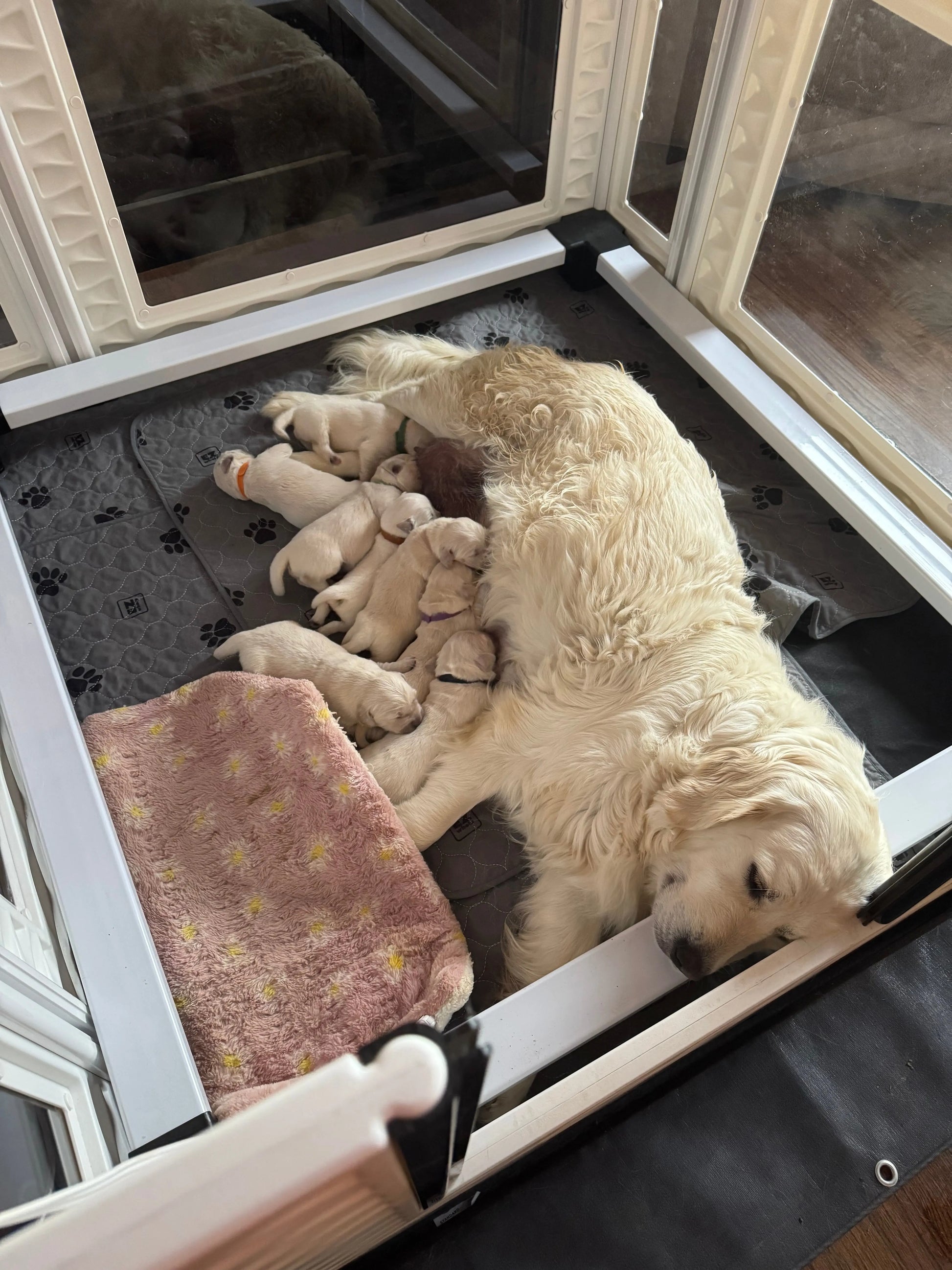 EZclassic TALL Windowed Whelping Box Set w/Rail Assembly EZwhelp