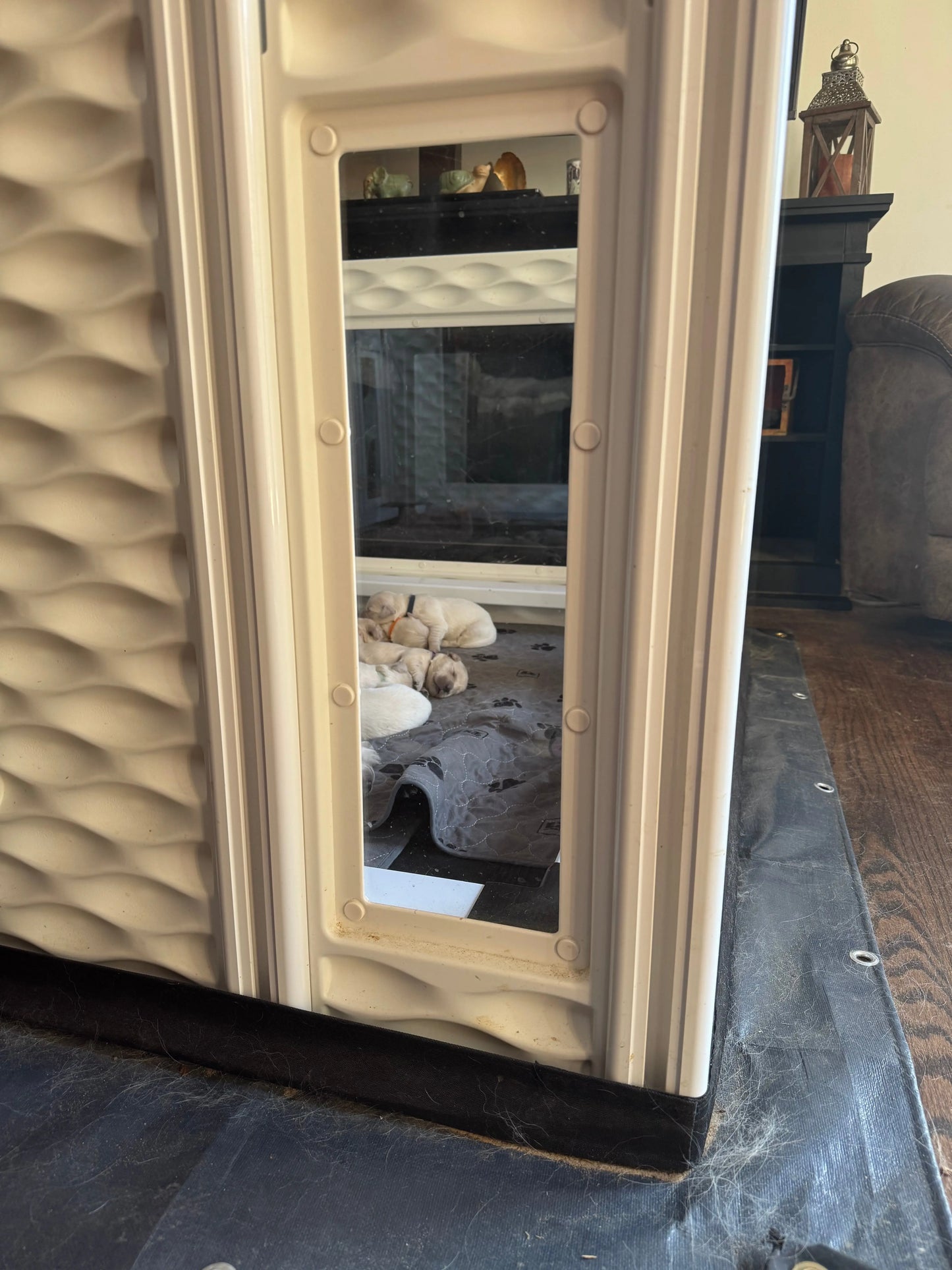 EZclassic TALL Windowed Whelping Box Set w/Rail Assembly EZwhelp