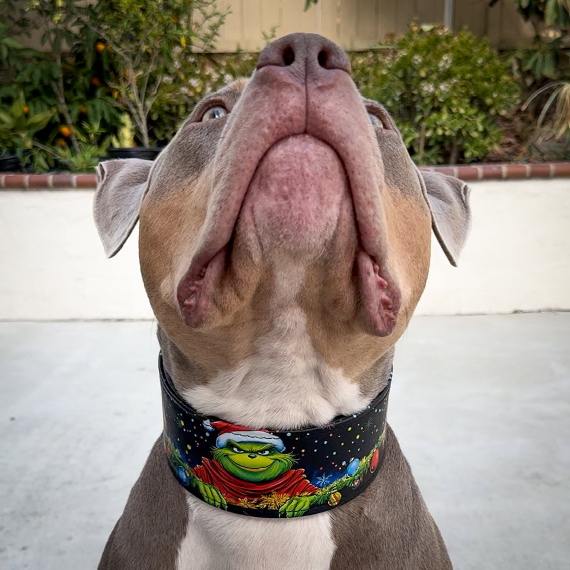 Bestia Grinchmas Leather Dog Collar – Limited Edition