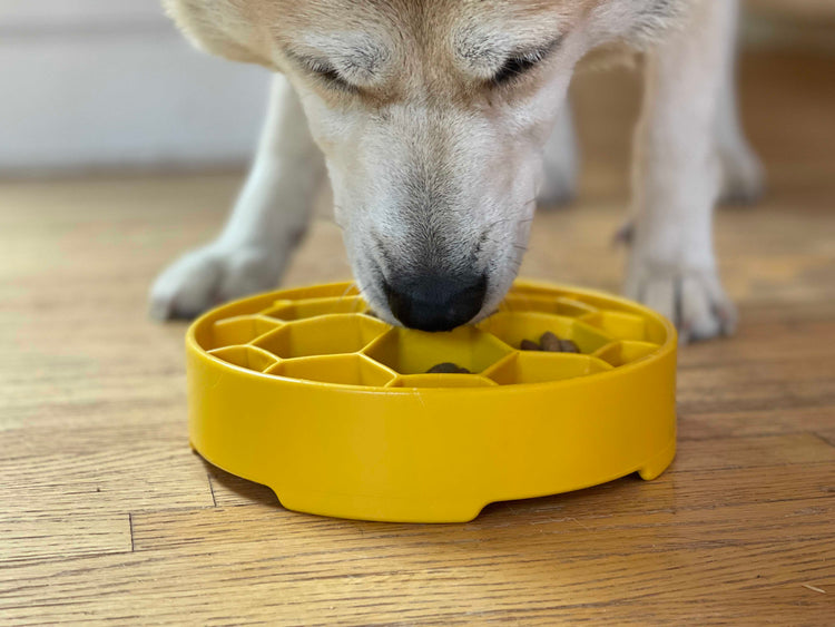 Honeycomb eBowl Deep Slow Feeder Dog Bowl for Enrichment | USA Made