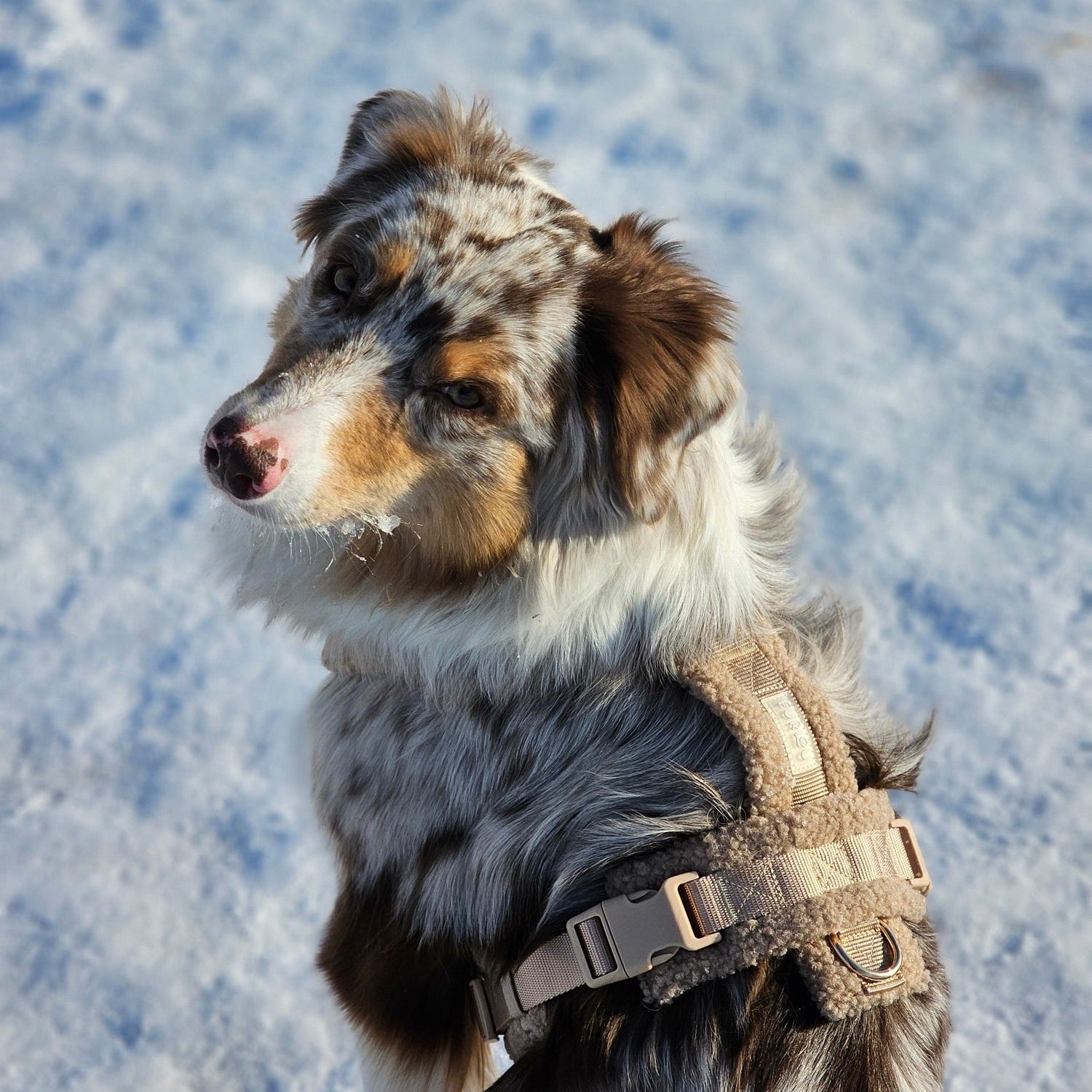 'Sand' - Sherpa Dog Harness