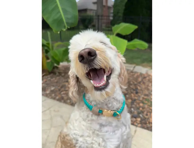 Infinity Braid in Teal & Light Tan - Handmade Dog Collar