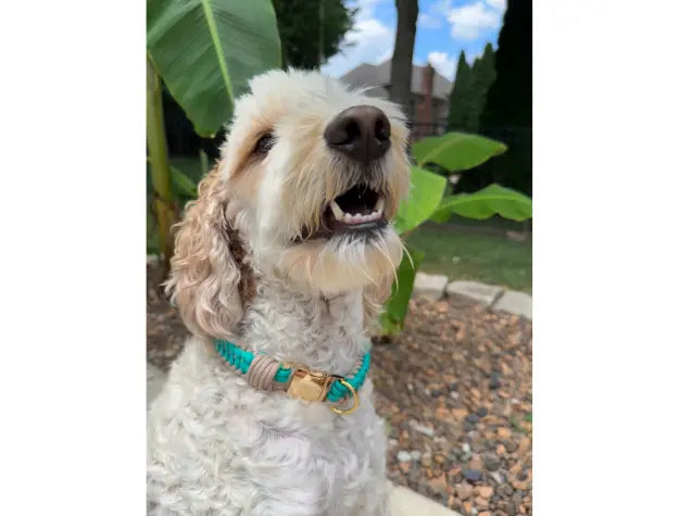 Infinity Braid in Teal & Light Tan - Handmade Dog Collar