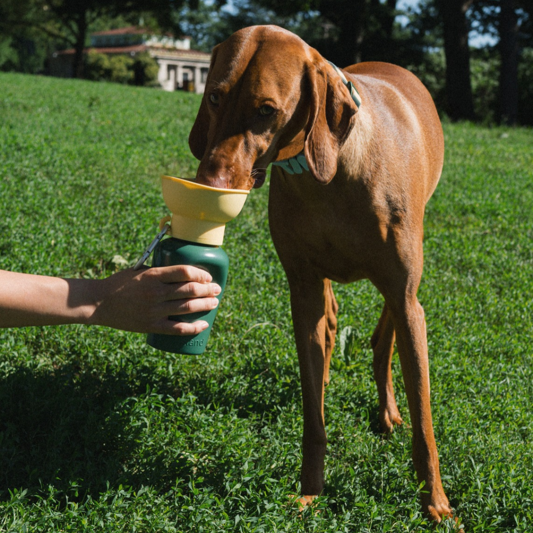 20oz Flip Travel Dog Water Bottle
