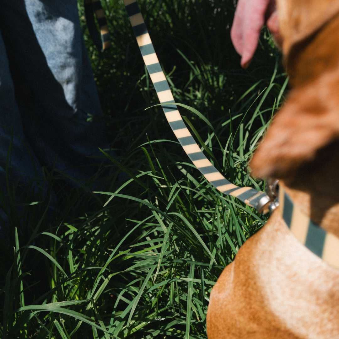 Waterproof Dog Leash - 5ft