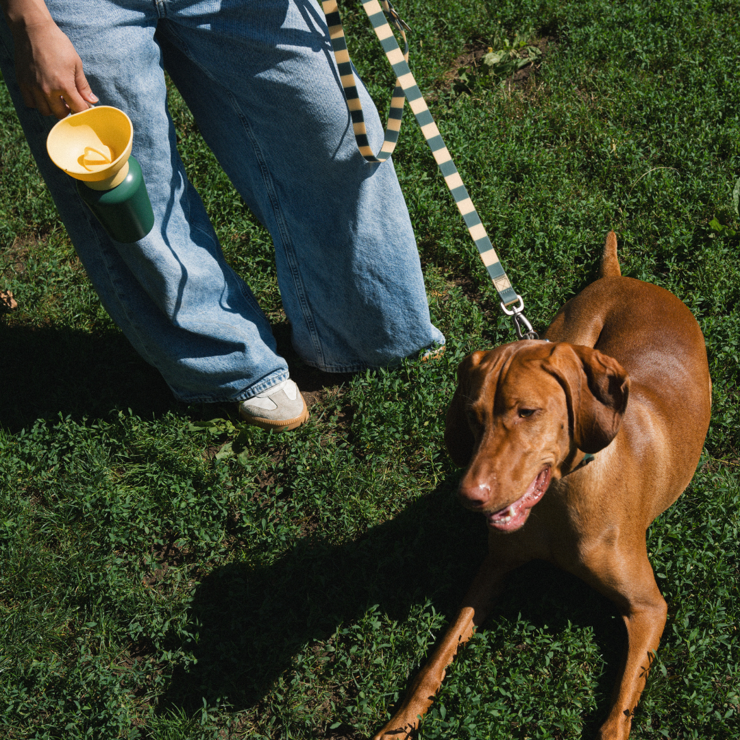 Waterproof Dog Leash - 5ft