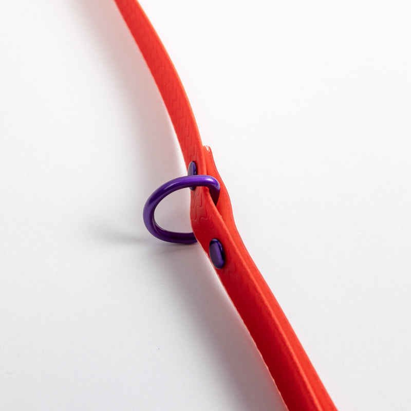 Jelly Waterproof Leash for Small Dogs