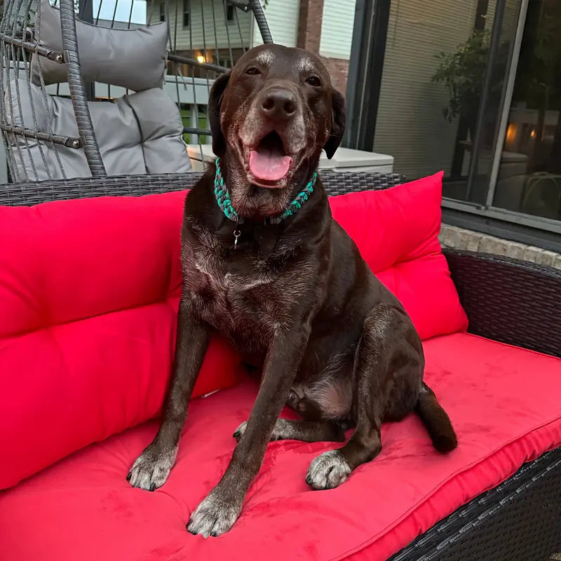 Josephine Braid Handmade Dog Collar - Customize Your Colors Pawsh Pup Co.