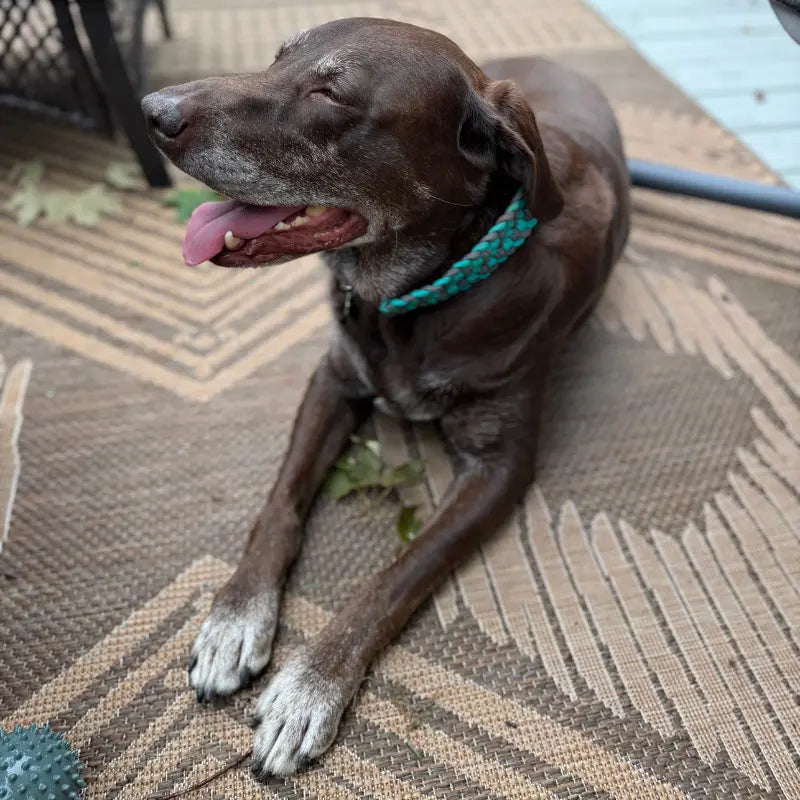 Josephine Braid Handmade Dog Collar - Customize Your Colors Pawsh Pup Co.