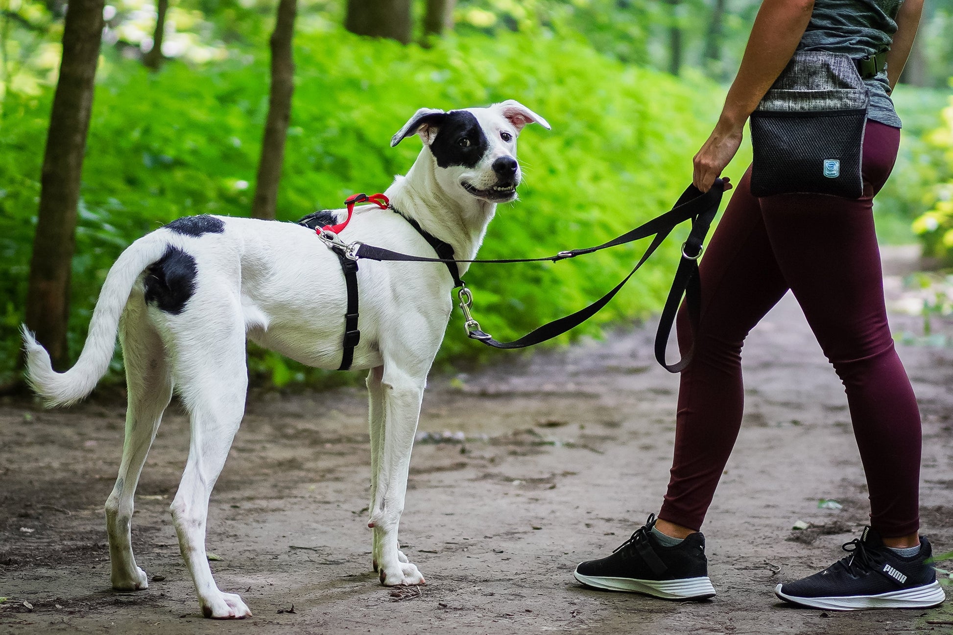 Multi-Function Leash Blue-9 Pet Products