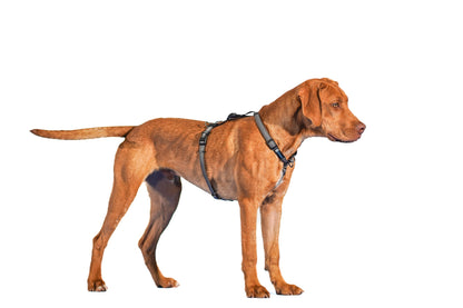 Reflective Balance Harness Blue-9 Pet Products