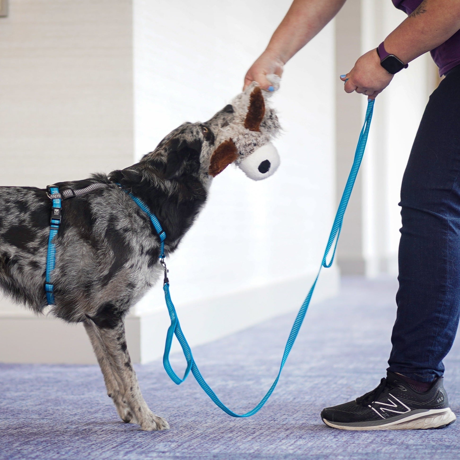 Reflective 6' Leash Blue-9 Pet Products
