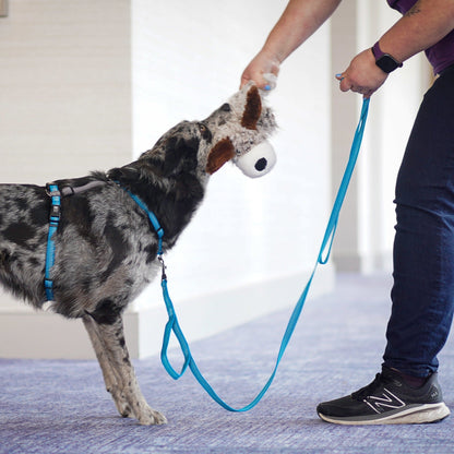 Reflective 6' Leash Blue-9 Pet Products